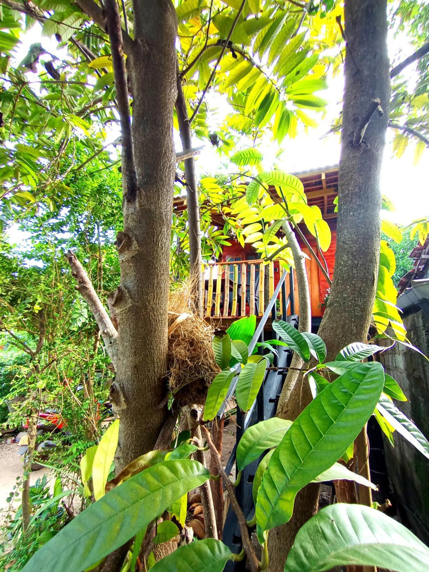 Parrot Tree House Villa Mirissa Eksteriør bilde